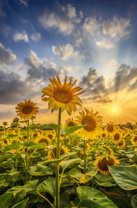Sunflower field at sunset Wall Art