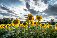 Sunflowers Wall Art