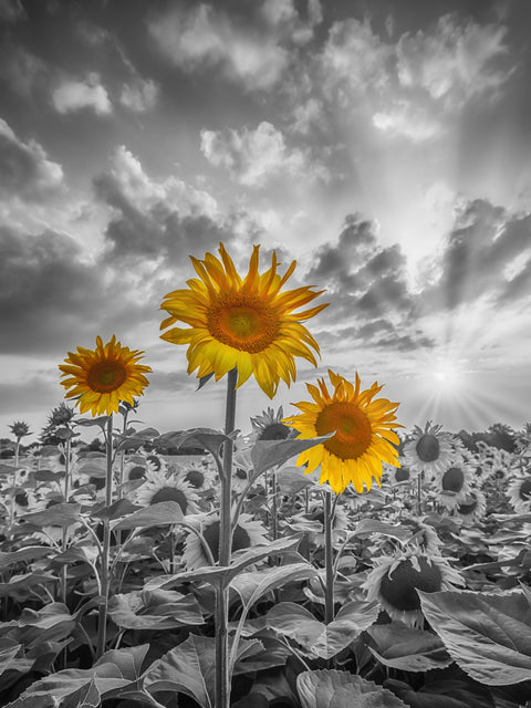Sunflowers in Sunset Yellow Color Pop Wall Art