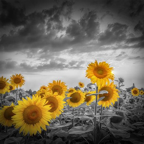 Sunflowers in the evening Wall Art