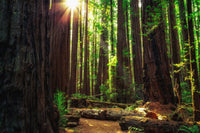 Sunrise in the Redwoods Wall Art