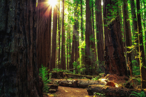 Sunrise in the Redwoods Wall Art