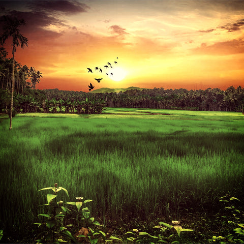 Sunset Landscape Wall Art