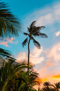 Sunset Palm Wall Art