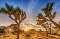 Sunset at Joshua Tree National Park Wall Art