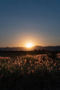 Sunset over a field of flowers Wall Art