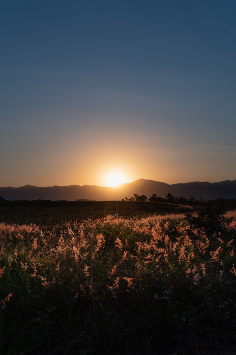 Sunset over a field of flowers Wall Art