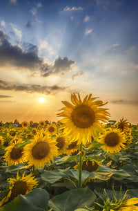 Sunset with beautiful sunflowers Wall Art