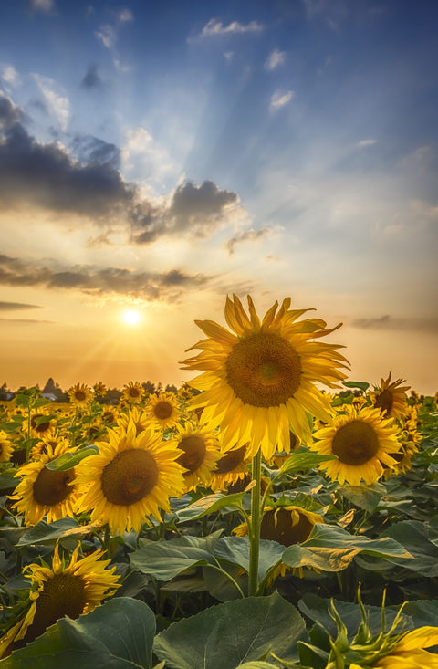 Sunset with beautiful sunflowers Wall Art