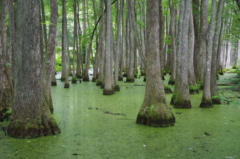 Swampland - Tallahassee Wall Art