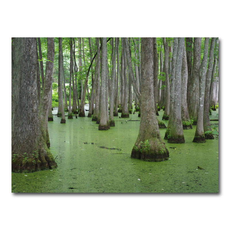 AUTO-MOCKUP WHITE | Swampland - Tallahassee | 1 Piece | Gallery Wrap Canvas | group=4x3