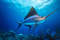 Swordfish Wall Art