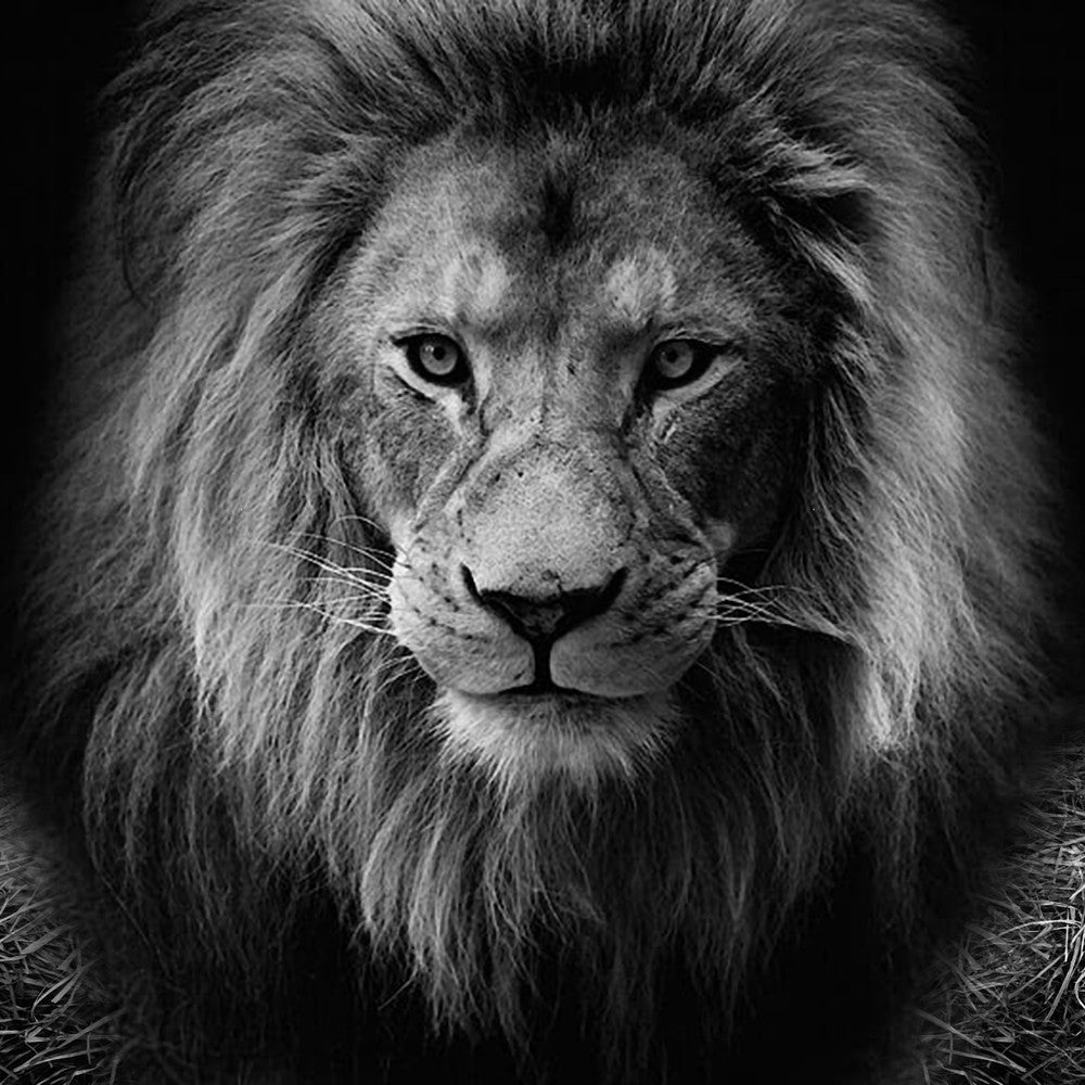 Wildlife
