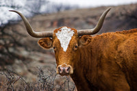 Texas Longhorn Wall Art