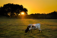 Texas Longhorn at Sunset Wall Art