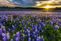 Texas bluebonnet field Muleshoe Bend Wall Art