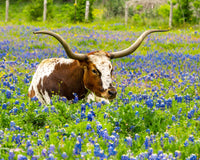Texas longhorn bull Wall Art