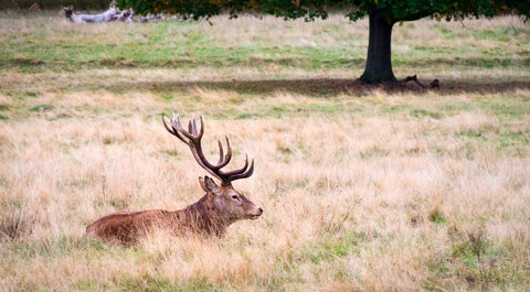 The Stag Wall Art