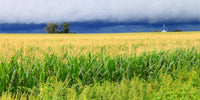 Thunderstorm Over Illinois Cornfield Wall Art