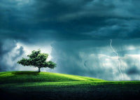 Tree Alone Wall Art