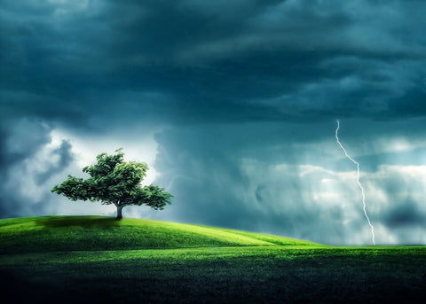 Tree Alone Wall Art