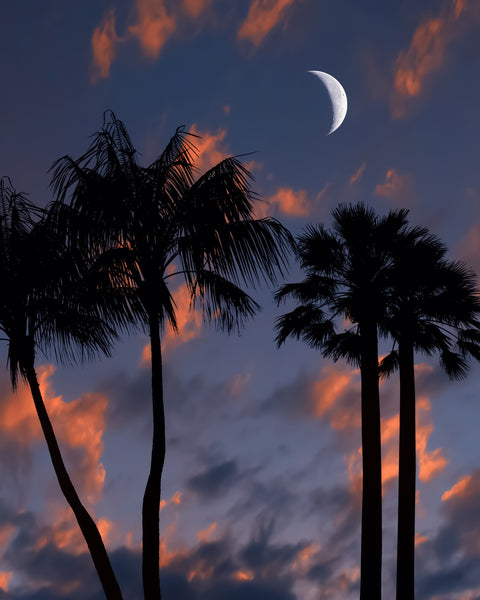 Tropical Night Wall Art