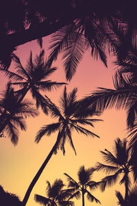 Tropical Palms Wall Art