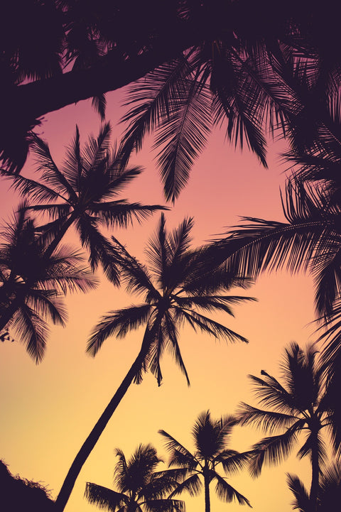 Tropical Palms Wall Art