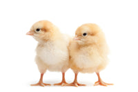 Two Baby Chickens Wall Art