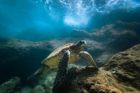 Under the Sea Wall Art
