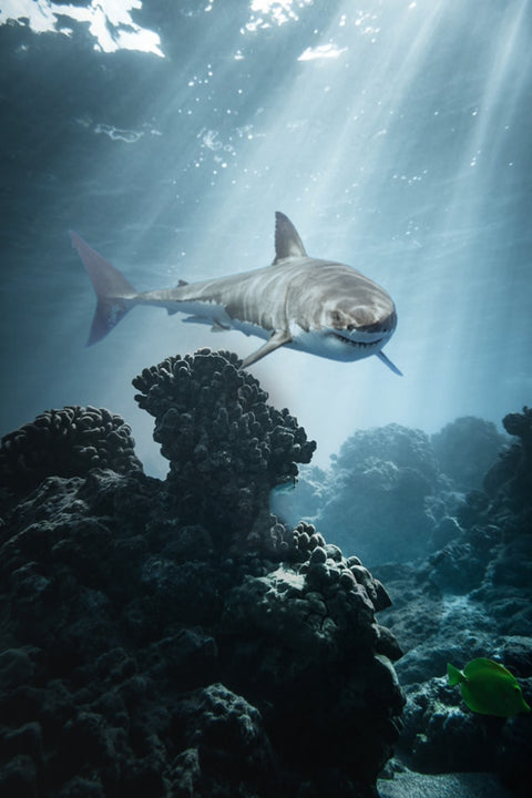 Underwater Terror Wall Art