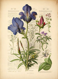 Vintage Botanical Print Series 7 Wall Art