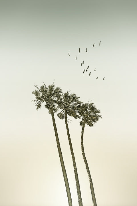 Vintage palm trees & sunset Wall Art
