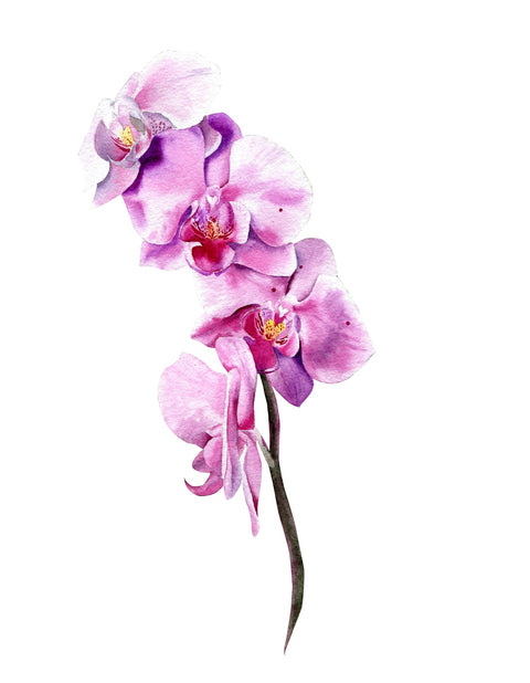 Watercolor orchid Wall Art