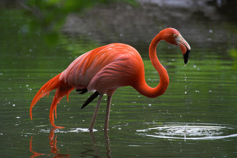 Wet Flamingo Wall Art