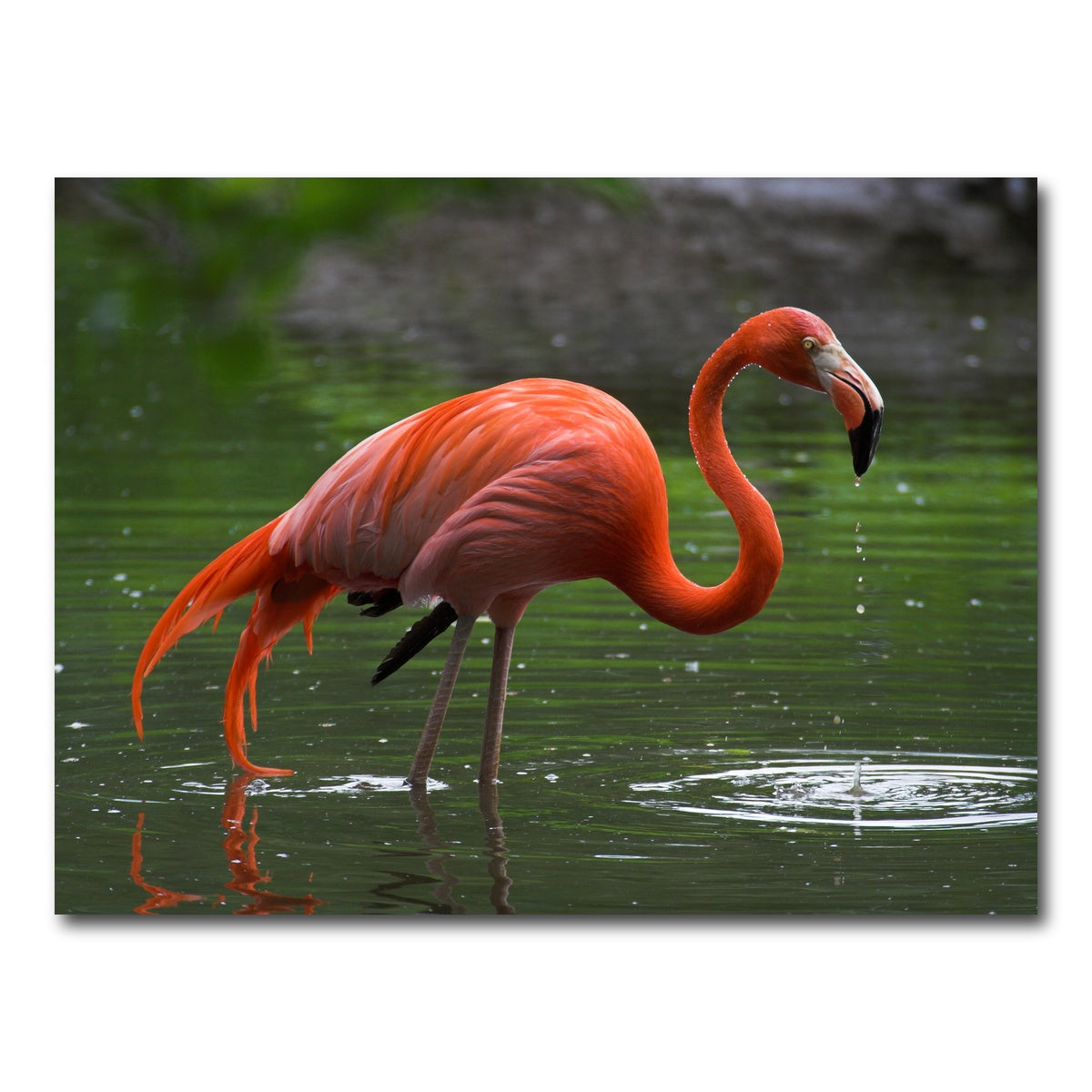 AUTO-MOCKUP WHITE | Wet Flamingo | 1 Piece | Gallery Wrap Canvas | group=4x3