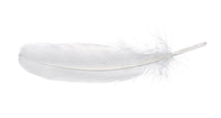 White Swan Feather Wall Art