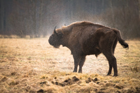 Wild Bison Shaking off Rain Wall Art