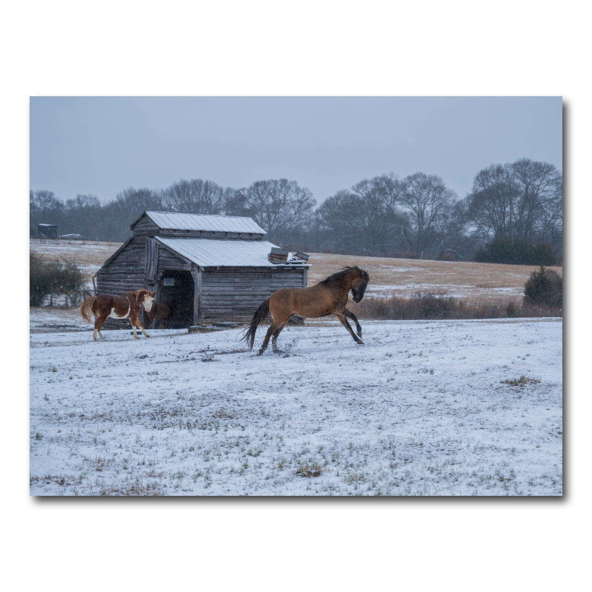 AUTO-MOCKUP WHITE | Williamston South Carolina Farm Horse | 1 Piece | Gallery Wrap Canvas | group=4x3