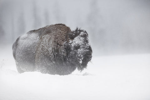 Winter Bison - Yellowstone Wall Art