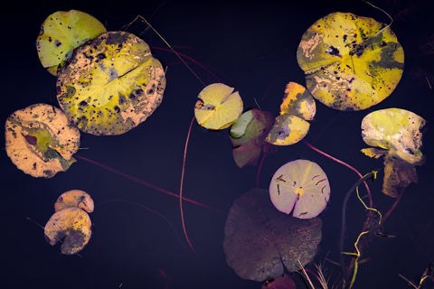 Winter Lillies Wall Art