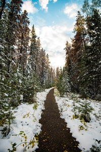Winter Path Wall Art