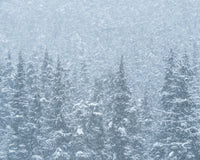 Winter Shames Wall Art