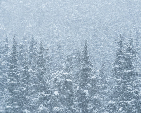 Winter Shames Wall Art