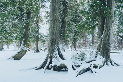 Winter in Northern BC 1 Wall Art