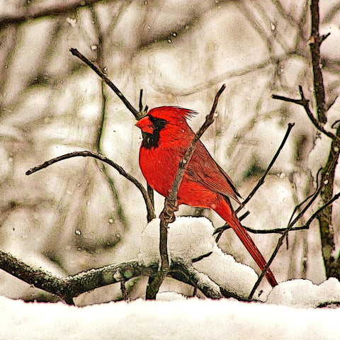 Winter's Perch Wall Art