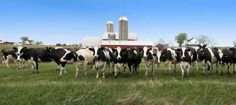 Wisconsin Dairy Cows Wall Art