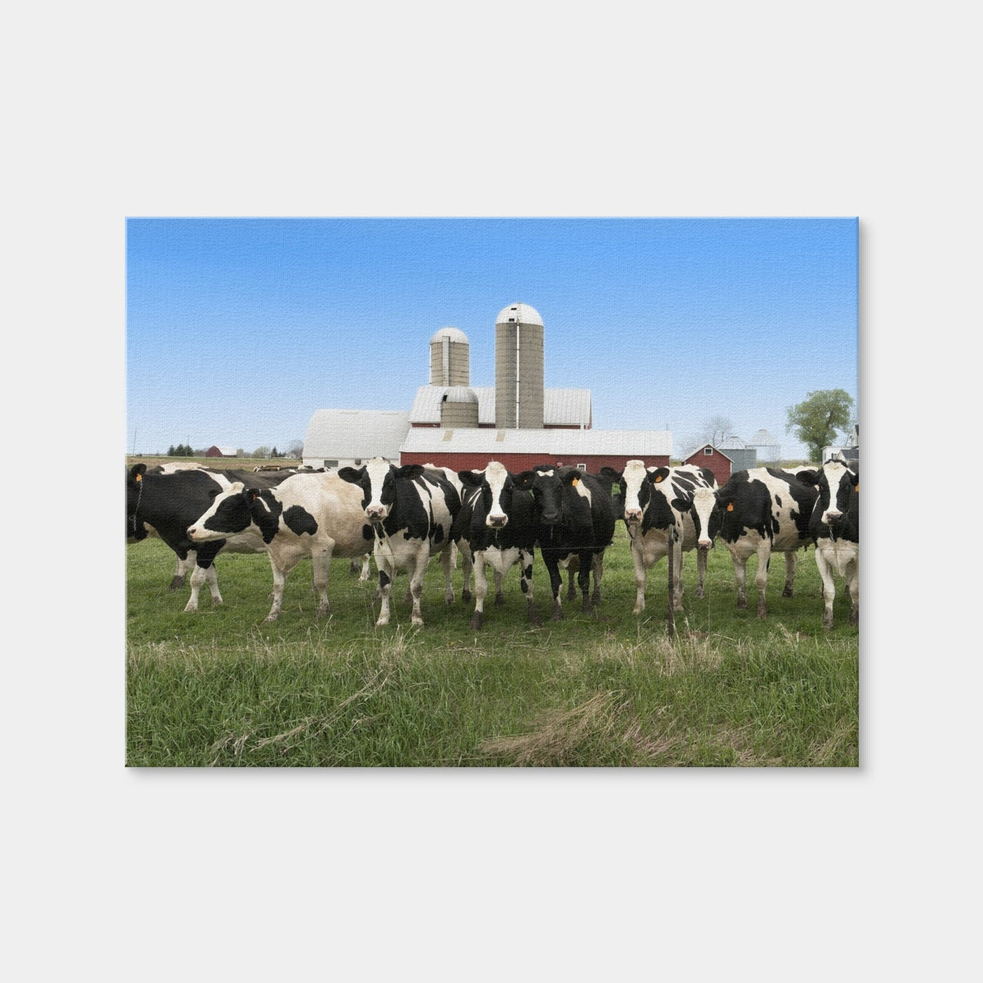 AUTO-MOCKUP WHITE | Wisconsin Dairy Cows | 1 Piece | Gallery Wrap Canvas | group=4x3