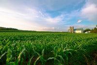 Wisconsin Dairy Farm by Field of Corn Wall Art
