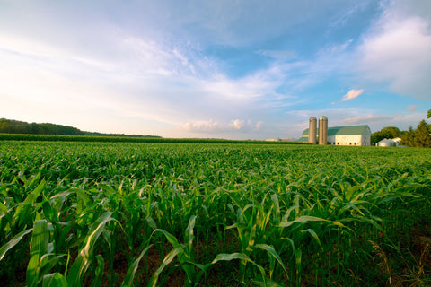 Wisconsin Dairy Farm by Field of Corn Wall Art